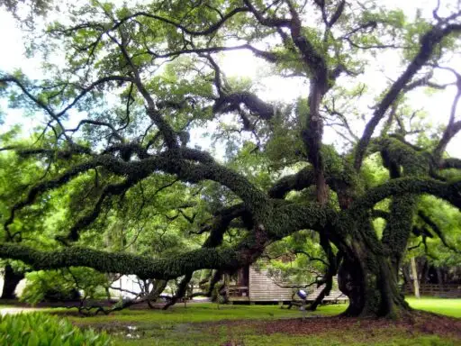 Live oaks and Spanish moss on the grounds