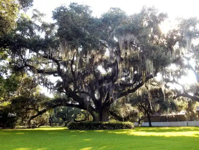 Live oak tree on the plantation grounds