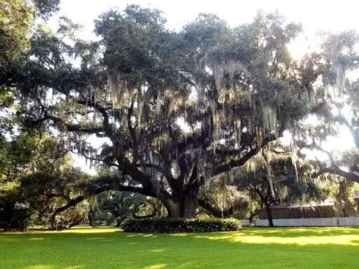A live oak on the Destrehan Plantation grounds